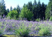 garden/lavendar.JPG